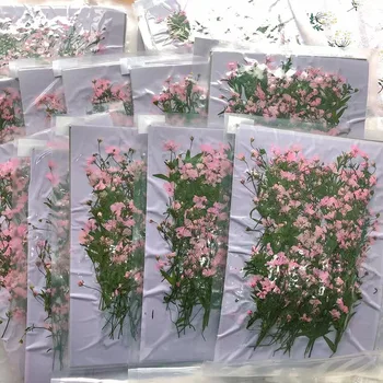 500pcs Presate Uscat Gypsophila Paniculata Linn Floare Cu Tulpina Plantelor Ierbar Pentru Bijuterii carte Poștală Carte de Invitație DIY